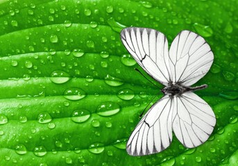 Butterfly on green leaf with water drops after rain