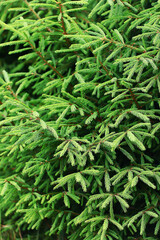 green fresh fir branches seasonal background forest