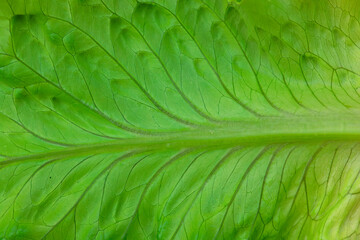 green lettuce leaves background spring food