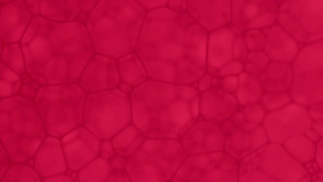 macro geometry in bubbles, 泡で出来た形、マクロ