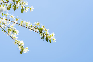 spring blooming white flowers on wood background material