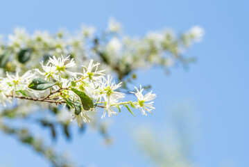 spring blooming white flowers on wood background material