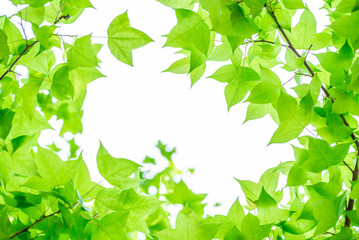 Spring green maple leaves background
