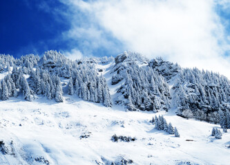 Fototapeta na wymiar Fairytale alpine winter atmosphere and snow-covered coniferous trees on the mountain peak Neuenalpspitz (1817 m), Nesslau - Obertoggenburg region, Switzerland (Schweiz)
