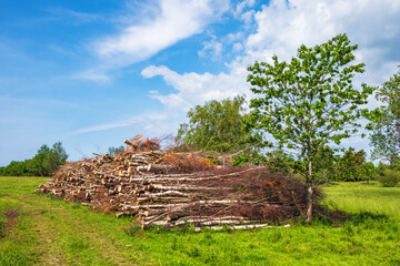 Cut down birches in a pile on a meadow