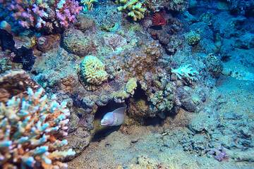 Naklejka na ściany i meble moray eel under water, nature photo wild snake predator marine in the ocean