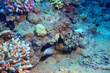 moray eel under water, nature photo wild snake predator marine in the ocean