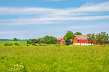 Swedish farm with livestock on a meadow in the summer