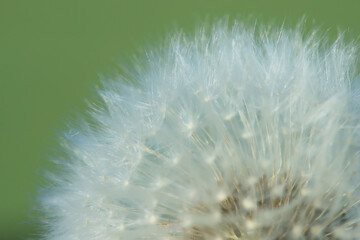 Obraz premium macro fluffy dandelions background texture