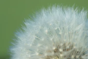 Rolgordijnen macro fluffy dandelions background texture © kichigin19