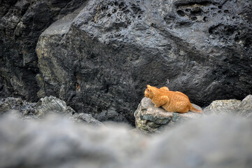 Cat on a rock in the Lake in Yeosu, cat in hidden colors, nature colored wild cat in the coast. Orange cat from behind sitting on the black volcanic rocks by the sea, succulent plants among stones.