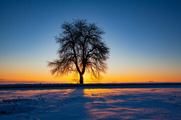 Fototapeta na wymiar Lonely tree on the winter field at sunrise.