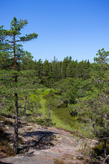 Fototapeta na wymiar View of swampy woodland area along the Grottstigen cave nature trail at Geta in Åland Islands, Finland, on a sunny day in the summer.