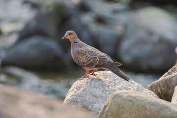 Oriental Turtle Dove on the rocks.