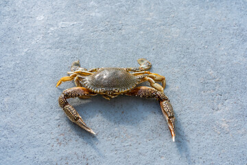 Rare Speckled Crab on the coast of the Atlantic Ocean in Florida.
