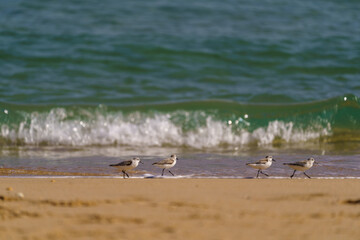 Portugal - Vacation with a view - Birds and steps