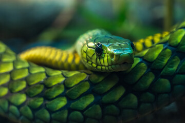 Head of a venomous green snake with beautiful eyes close up with background blur - obrazy, fototapety, plakaty