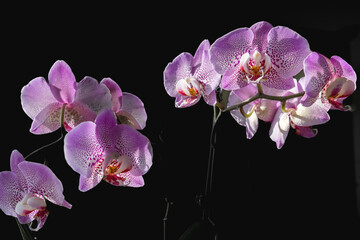 Pink orchid flowers in purple paint on a black background