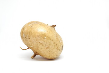 Whole fresh raw jicama, mexican turnip, yam bean, Pachyrhizus erosus or singkamas isolated in white...