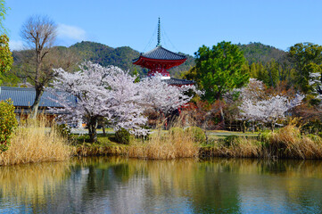 Fototapeta na wymiar 桜咲く京都市大覚寺の大沢池と心経宝塔