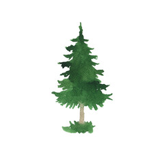 Cute green pine tree. Hand drawn watercolor illustration.