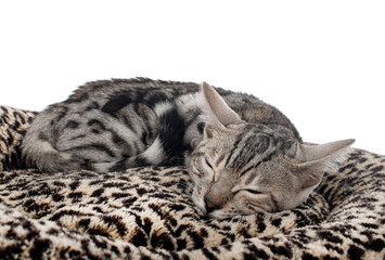bengal kitten in studio