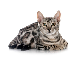bengal kitten in studio