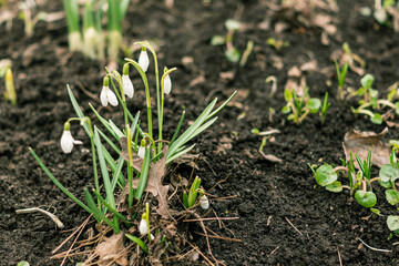 First spring snowdrops