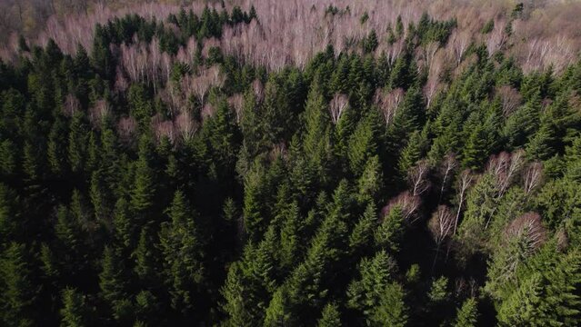 Las widok z g&oacute;ry dron 4k  przyroda