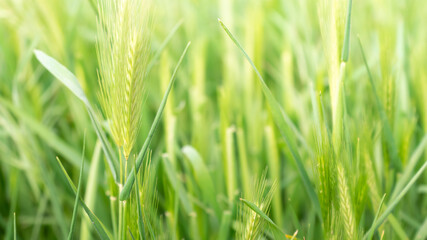 A fresh spring field background close up