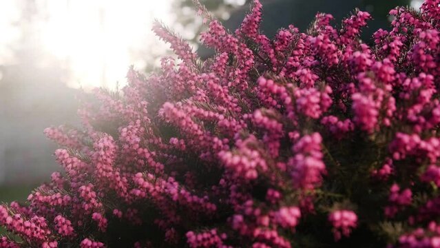 Calluna vulgaris or pink heather flowers close up. Bush of common heather on natural backlight. Spring blooming flowers pollinated by honey bees and bumble bee on sunset