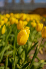 Uma flor focada, mostra a beleza da natureza!