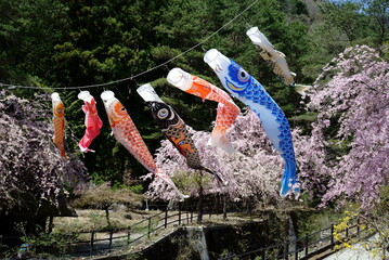  On the 5th of May, we put up a koi nobori, or a carp streamer so wish a long and healthy life for...