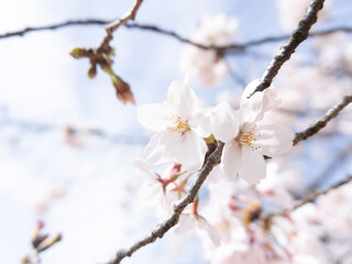 blooming tree