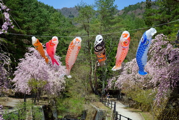  On the 5th of May, we put up a koi nobori, or a carp streamer so wish a long and healthy life for...