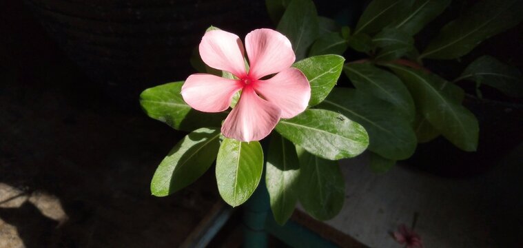 Beautiful pink Vinca