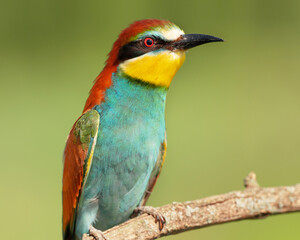 Portrait of a European bee-eater on a natural blurred background