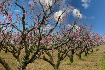 Fototapeta premium Peach trees bloom in spring
