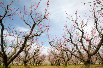 Peach trees bloom in spring