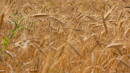Fototapeta premium Wheat field. Ears of golden wheat close up.
