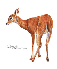 Deer female. Watercolor deer. Forest doe illustration
