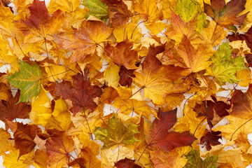 Bright multicolored maple leaves lying on wooden background. Top view of the red, orange, yellow and green leaves of the maple. Bright colors of Autumn.