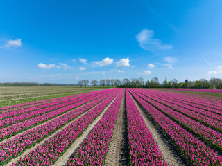 Fototapeta na wymiar Rows of Pink Tulips in Flevoland The Netherlands, Aerial view.