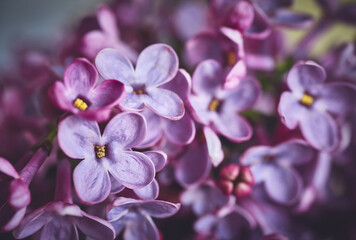 Fototapeta na wymiar Lilac Purple flowers. Closeup of lilac purple flowers.
