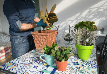 Man with gardening hobby replanting cacti in the home's veranda