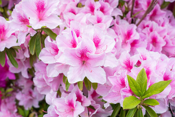 ピンクのサツキの花