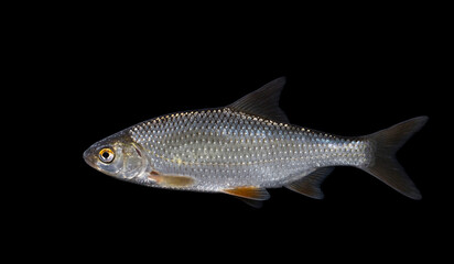 Naklejka premium The roach, or rutilus roach (Rutilus rutilus), also known as the common roach
