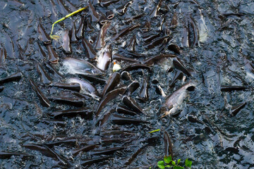 Lots of catfish in the canal float up to grab food from people who come to make merit and provide food at temples or various water towers