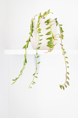 indoor gardening and house plants, Senecio succulent plant in white pot indoor on shelf surrounded by white walls in minimalist composition.