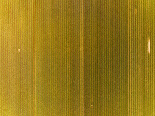 Rows of young Tulips plants in northern Holland